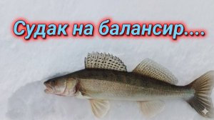 Судак на балансир.  #зимняярыбалка #ловляберша #рыбалканахищника #рыбалка2026