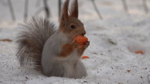 Голодная ворона и белка с морковкой. Зарисовка