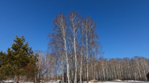 Жизнь в деревне Весна пришла и белые куры породы Леггорн наконец-то занеслись