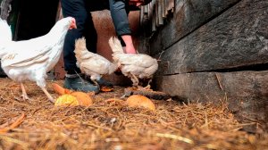 Лучше сиди дома