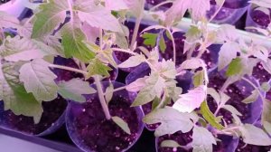 Томатомания. Подкормка рассады томатов, что следует учитывать при подкормке