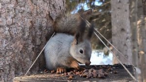 Беспокойное утро у белки