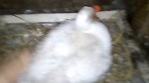 Начался вывод у индоутки! / К чему привели близкородственные связи у утки? / Утка и 20 утят