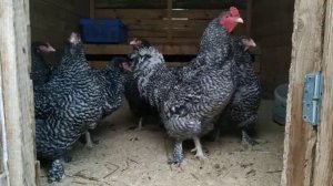 Малин индейкоголовый Mechelse Kalkoenkop