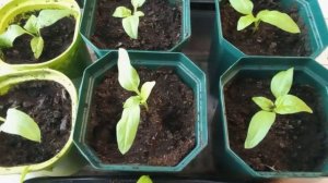 На пенсии в деревне. Мои растишки на подоконнике