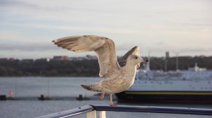 Утро на Балтике