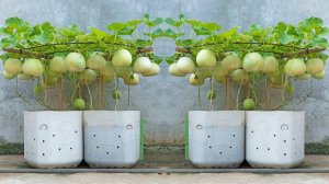 Я вырастил огород из медовых дынь в пластиковых бутылках