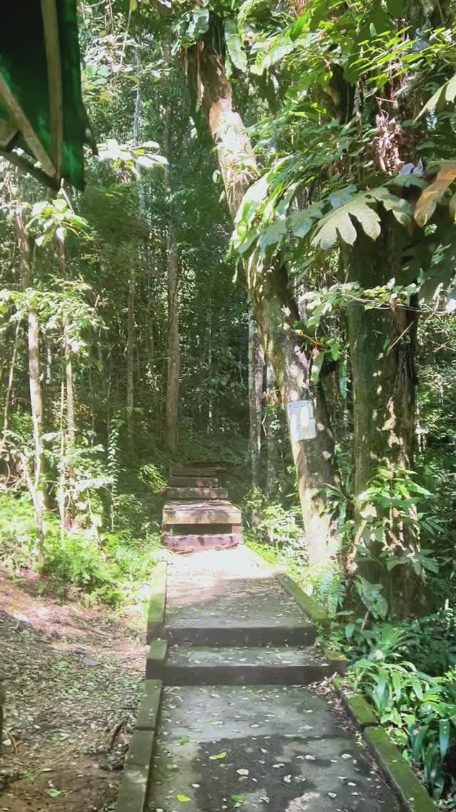 Таман-Негара — древнейшие джунгли планеты! 🌳🦖 #dreamway