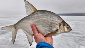 НАПАЛИ НА ЛЕЩЕВУЮ ТРОПУ! ЛЕСКА ЗВЕНИТ. Рыбалка в марте
