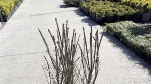 Бересклет ALATUS, CLT 15, 60-80