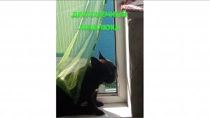 БЛОГ. ДРАГОЦЕННЫЙ КОБЕЛЮКА. ВЗГЛЯД СВЕРХУ