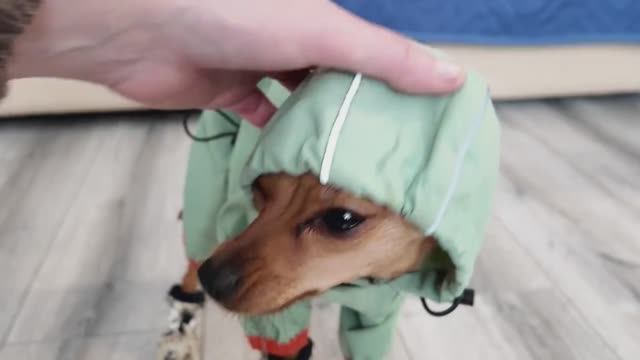 Сводила Айлу в вет. клинику на консультацию.