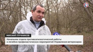 В Севастополе провели вакцинацию диких хищников против бешенства