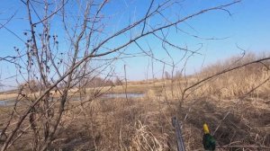 ОХОТА НА УТКУ В САРАТОВСКОЙ ОБЛАСТИ