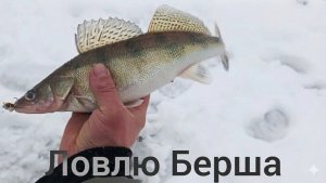 Ловлю Берша. #зимняярыбалка #ловляберша #рыбалканахищника #рыбалка2026