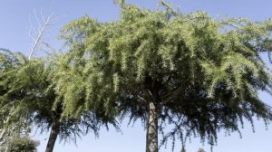 Кедр DEODARA, CLT 230, UMBRELLA