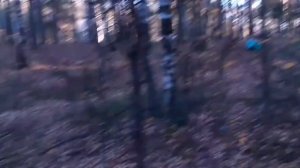 20-03-2026похищенный для леса ЧАСТЬ 95 4