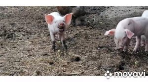 Поросята на воле. Что они творят!? Кормлю их яблочками. Маленькие поросята сбежали от свинки