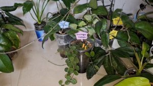 Небольшой обзор цветочков 🌸🌸🌸
Я кого-то нашла 😱