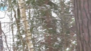 16 декабря  прогулка-по-конаковскому-бору. 2016