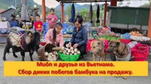 Muôn и друзья из Вьетнама. Сбор диких побегов бамбука на продажу.
