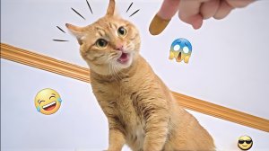 Постарайся не смеяться. Видео с забавными животными