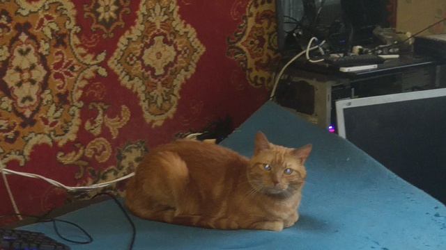 Учим котика как включать и выключать свет