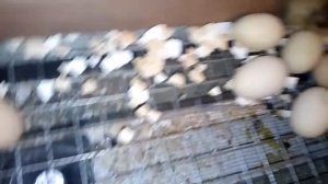 Вывод цыплят закончился! / К сожалению не все здоровые / 97 цыплят