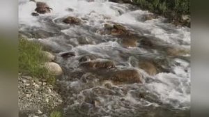 33 коровы из к/ф «Мэри Поппинс, до свидания»