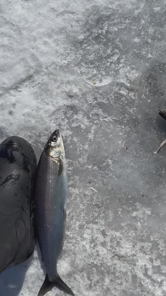 Байкальский ОМУЛЬ КРУПНЫЙ