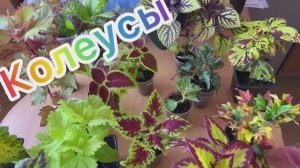 Колеусы. 20.03.26