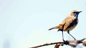 Звук природы. Птицы. Пение Варакушки  ранним утром на селе