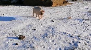 Как дела у моих цыплят? / 100 цыплят в одном помещении / Петушки начали кукарекать, скоро молодки