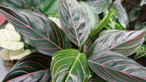 Комнатные растения🌿❤️ Обзор/ Продолжение☀️...