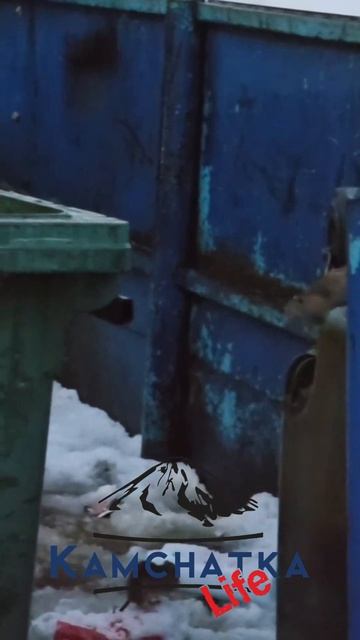 Крысы продолжают заполонять Петропавловск-Камчатский. 2026 март