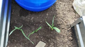 21. Переехали на Юг. Обзор нашего участка. что и как.