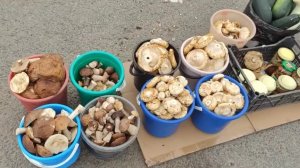 Жизнь в деревне 🏡// торговля на трассе // перекупщица 🥴//архив  2024 г август//