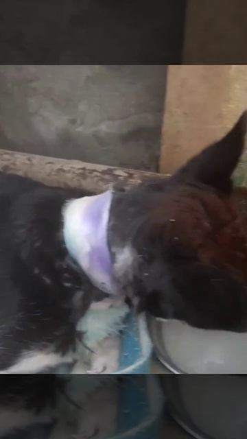 18.02.2026г Приют