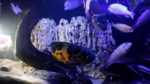 Цихлиды. 20.03.2026