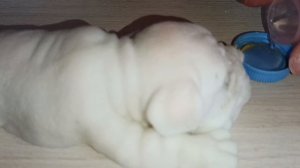 ВЛОГ СКВИШ СОБАЧКИ ПЕРЕСТАНОВКА ДОМИКА