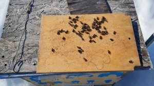 Количество подмора в сильных семьях. Что буду делать дальше