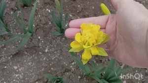 ПРО ДАЧУ. ВЫХОДНОЙ, ПРИЕХАЛИ НА ДАЧУ. УБИРАЮ КЛУМБЫ.