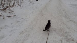 Тиша пошел на обход.