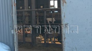 Инфекция, из‑за которой в Сибири массово забивают скот, обнаружена в Нижегородской области