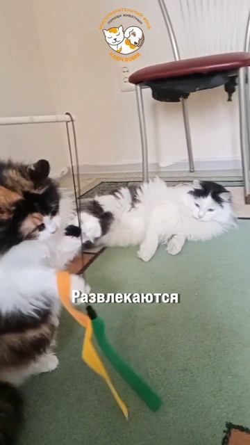 Котики 