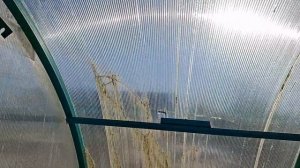 всходики томатов..цветы на прогулке..