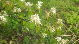 Три года ты мне снилась