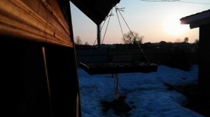 Вешаю кормушку