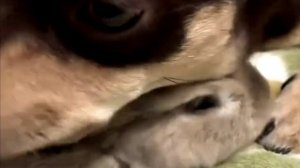 Футаж КРОЛИК И СОБАКА № 511