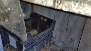 НАЧАЛСЯ ВЫВОД ИНДОУТЯТ / На яйцах сидит 3 квочки / Сколько яйц несут 30 кур?